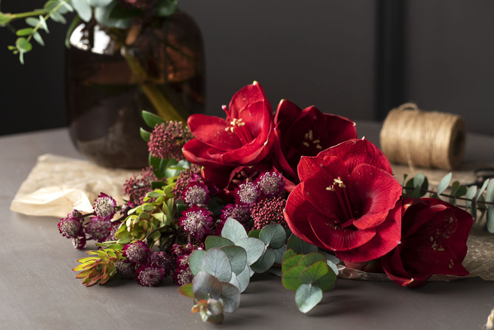 amaryllis er en storslått og vakker juleblomst